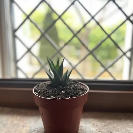 Διαμέρισμα La Bomboniera *