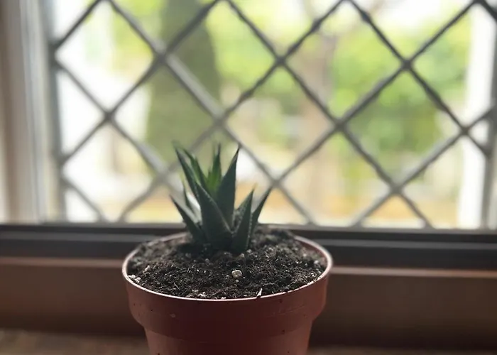 Διαμέρισμα La Bomboniera *